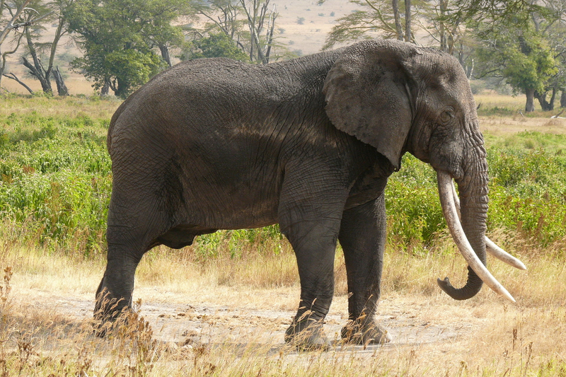 Elefante africano. Wikimedia Commons